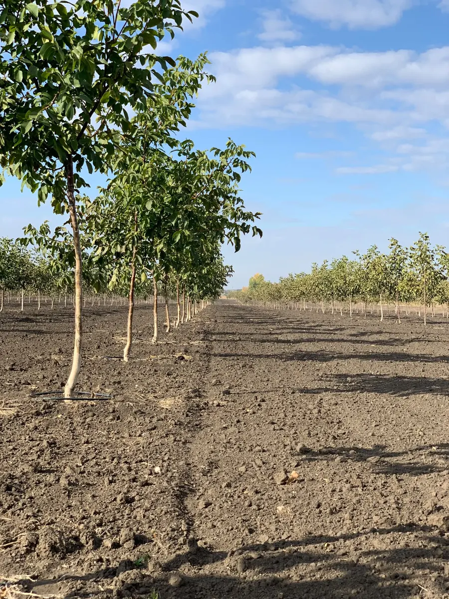 25,000 trees on 175 ha