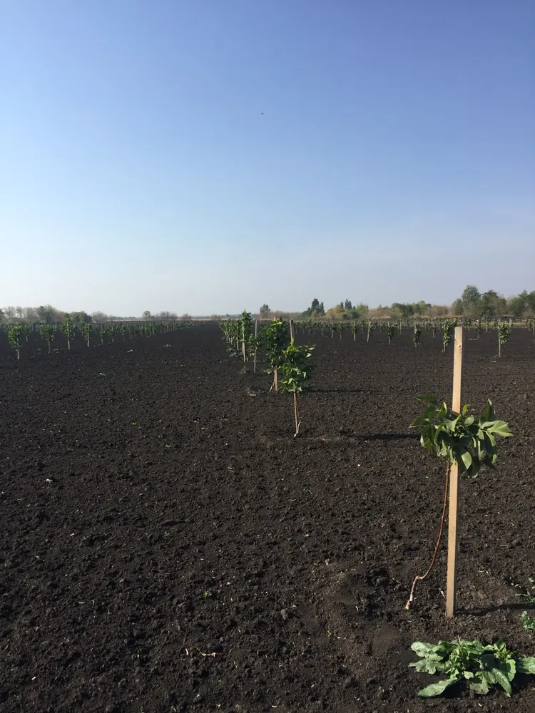 Every tree gets a stake and its own basin