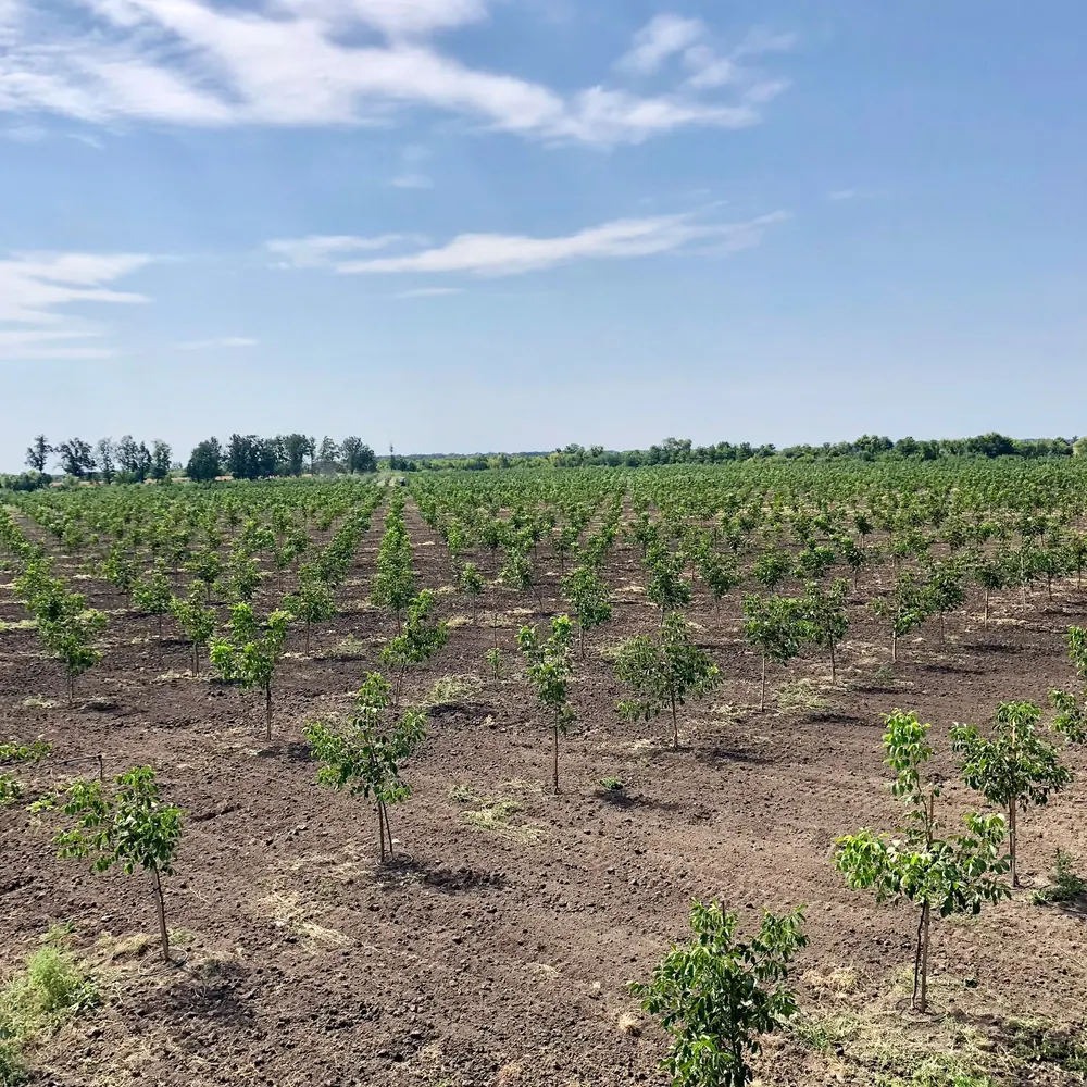 Rows of young walnut trees in summer