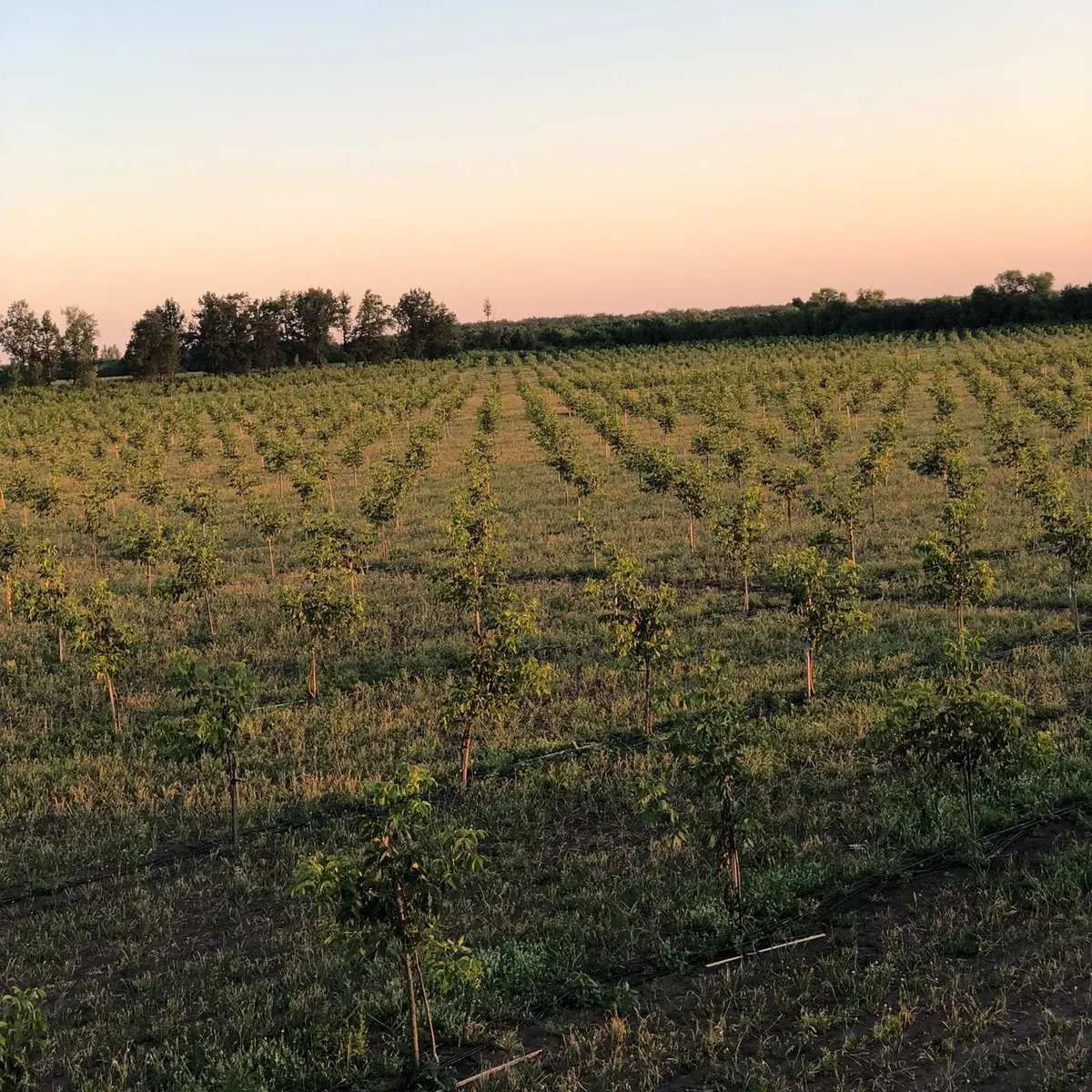 The walnut orchard at sunset