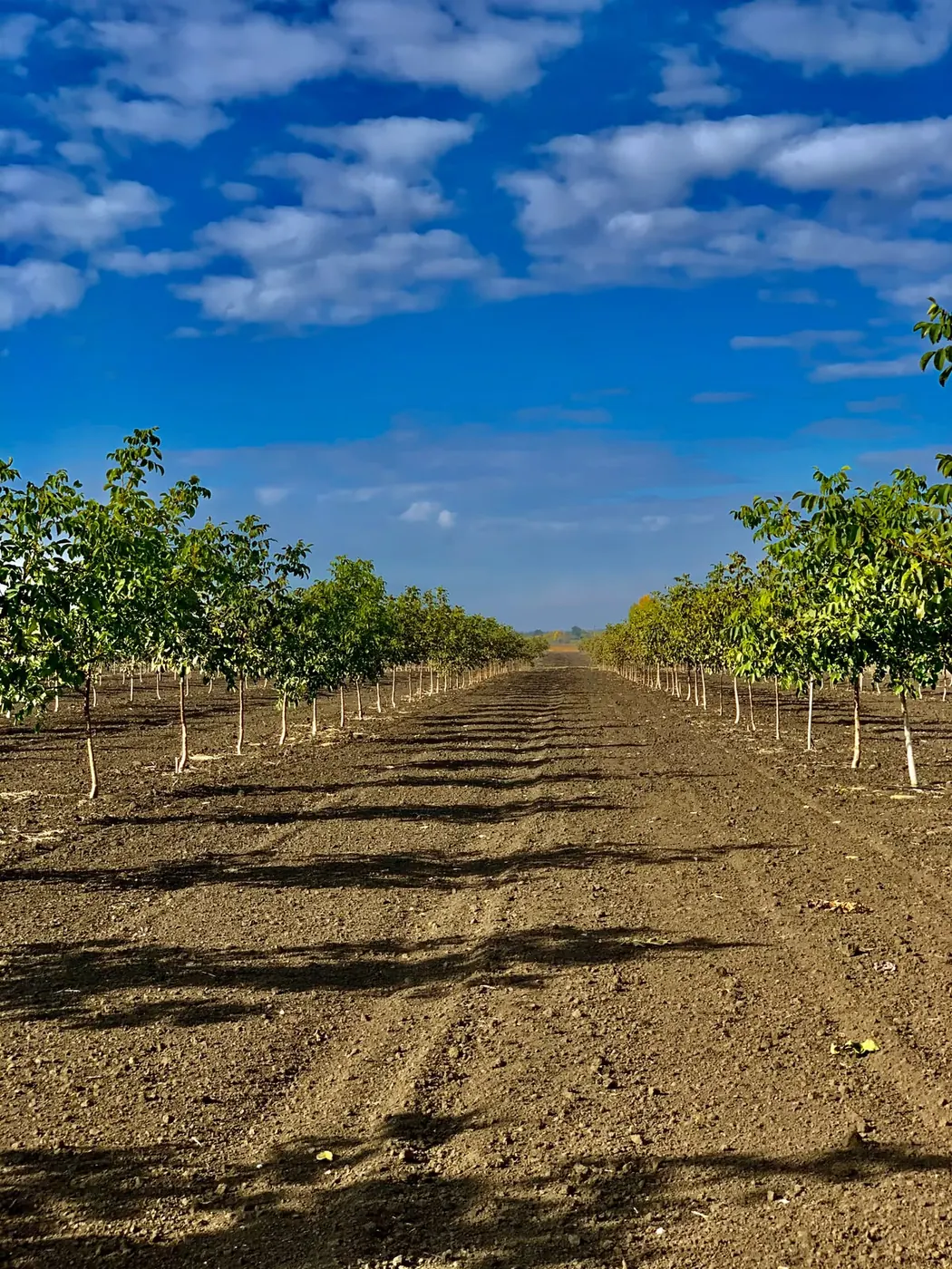 Rows of young walnut trees in the Orex Ukraine orchard