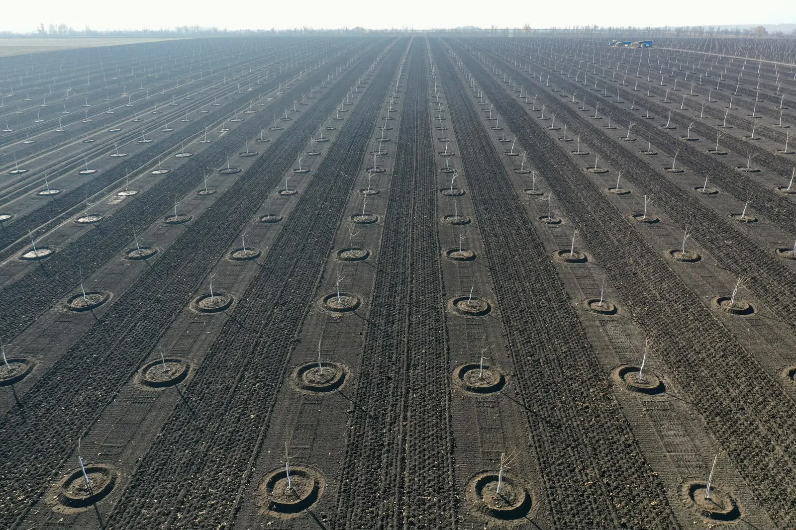 Aerial view of the newly planted Orex Ukraine orchard